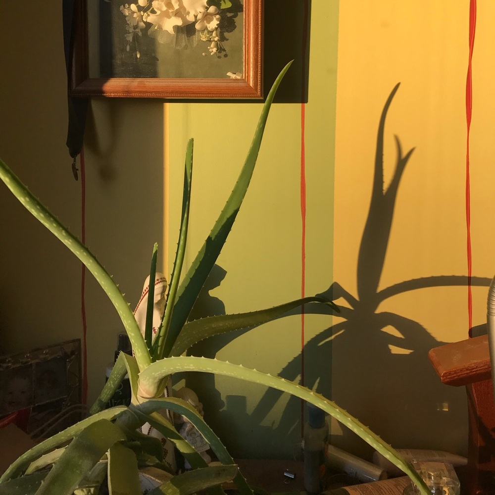 Meet your Posher, Alida